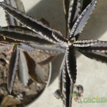 Una foto de Bryophyllum x houghtonii