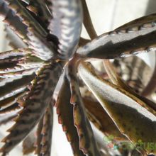 Una foto de Bryophyllum x houghtonii