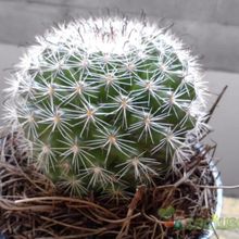 Una foto de Mammillaria blossfeldiana
