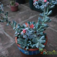 A photo of Echeveria runyonii cv. Topsy turvy 