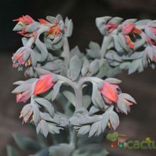 A photo of Echeveria runyonii cv. Topsy turvy 