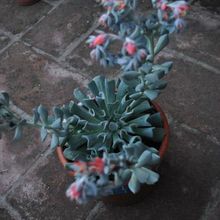 A photo of Echeveria runyonii cv. Topsy turvy 