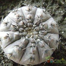 A photo of Gymnocalycium bodenbenderianum