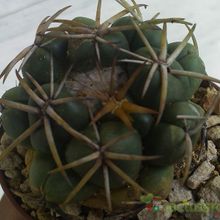 Una foto de Coryphantha elephantidens