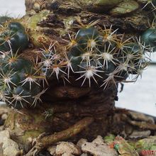 Una foto de Coryphantha elephantidens