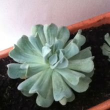 A photo of Echeveria runyonii cv. Topsy turvy 