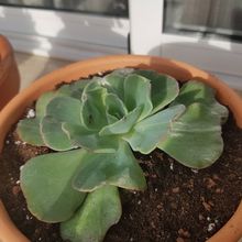 Foto de un cactus que se está identificando actualmente