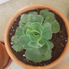Foto de un cactus que se está identificando actualmente
