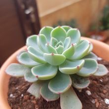 Una foto de Echeveria chihuahuaensis