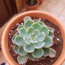Una foto de Echeveria chihuahuaensis
