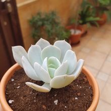 Una foto de Echeveria cv. Caly Argentea (E. laui x E. runyonii)