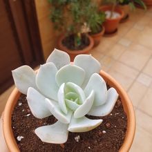 Una foto de Echeveria cv. Caly Argentea (E. laui x E. runyonii)