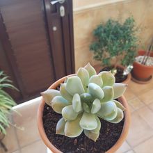 Una foto de Pachyphytum glutinicaule