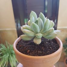 Una foto de Pachyphytum glutinicaule