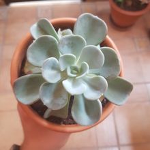 Foto de un cactus que se está identificando actualmente