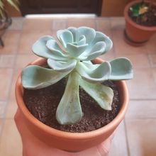 Foto de un cactus que se está identificando actualmente
