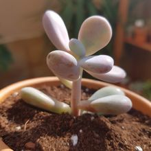 Foto de un cactus que se está identificando actualmente