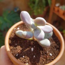 Foto de un cactus que se está identificando actualmente