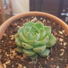 Foto de un cactus que se está identificando actualmente