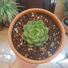 Foto de un cactus que se está identificando actualmente