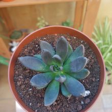 Una foto de Echeveria affinis