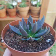 Una foto de Echeveria affinis
