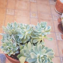 Foto de un cactus que se está identificando actualmente