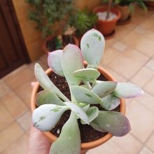 Una foto de Cotyledon orbiculata
