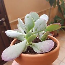 Una foto de Cotyledon orbiculata