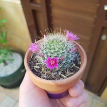 Foto de un cactus que se está identificando actualmente