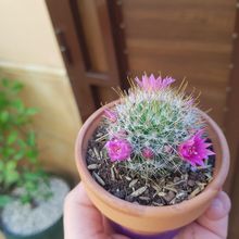 Foto de un cactus que se está identificando actualmente
