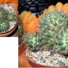 Una foto de Mammillaria zephyranthoides