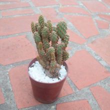 Una foto de Opuntia microdasys ssp. rufida fma. monstruosa