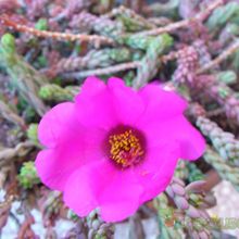 Una foto de Portulaca pilosa