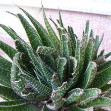 A photo of Gasterhaworthia bayfieldii
