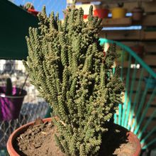 Photo of a cactus currently being identified
