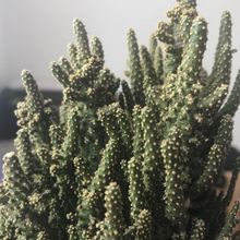 Photo of a cactus currently being identified