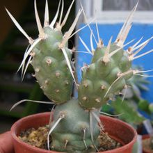 Una foto de Tephrocactus articulatus fma. papyracanthus