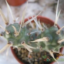 Una foto de Tephrocactus articulatus fma. papyracanthus