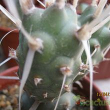 Una foto de Tephrocactus articulatus fma. papyracanthus