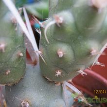 Una foto de Tephrocactus articulatus fma. papyracanthus