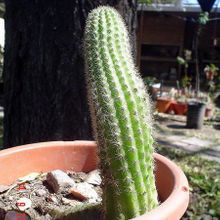 Una foto de Echinopsis spachiana
