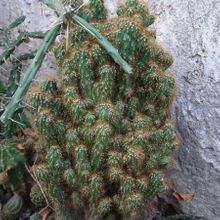 A photo of Cereus peruvianus fma. monstruosa
