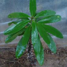 A photo of Euphorbia milii var. hislopii