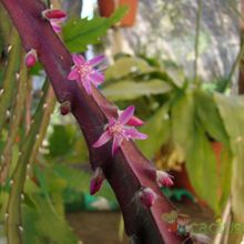 A photo of Lepismium cruciforme
