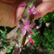 A photo of Lepismium cruciforme