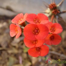A photo of Euphorbia milii var. hislopii