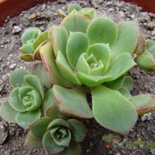 A photo of Aeonium haworthii