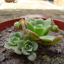 A photo of Aeonium haworthii