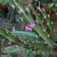A photo of Lepismium cruciforme
